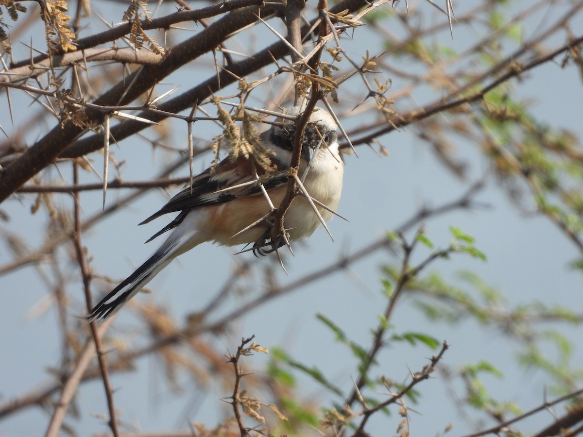 Bay-backed Shrike - ML647357804