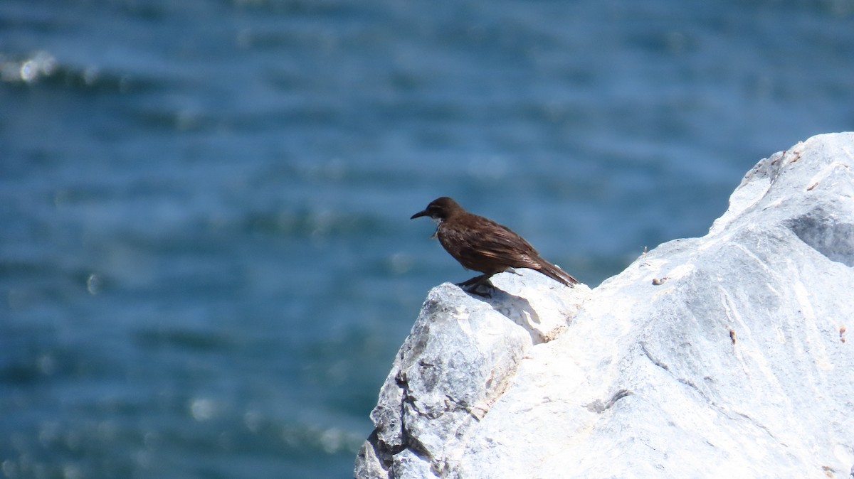 Seaside Cinclodes - ML647357807