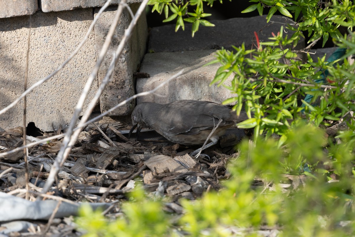 Kıvrık Gagalı Çöpçü - ML647357816