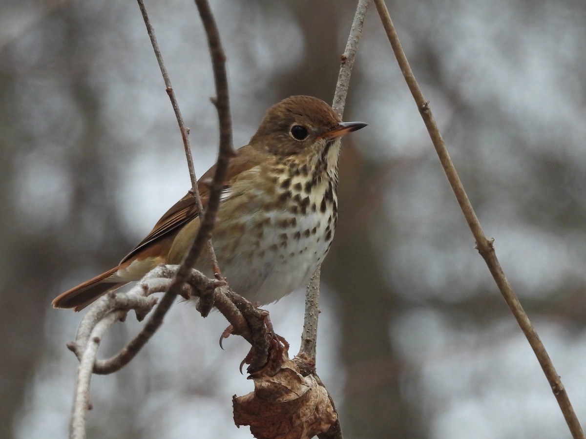 Einsiedler-Musendrossel - ML647357821