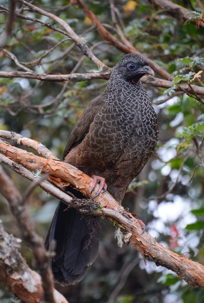 Andean Guan - ML647357822
