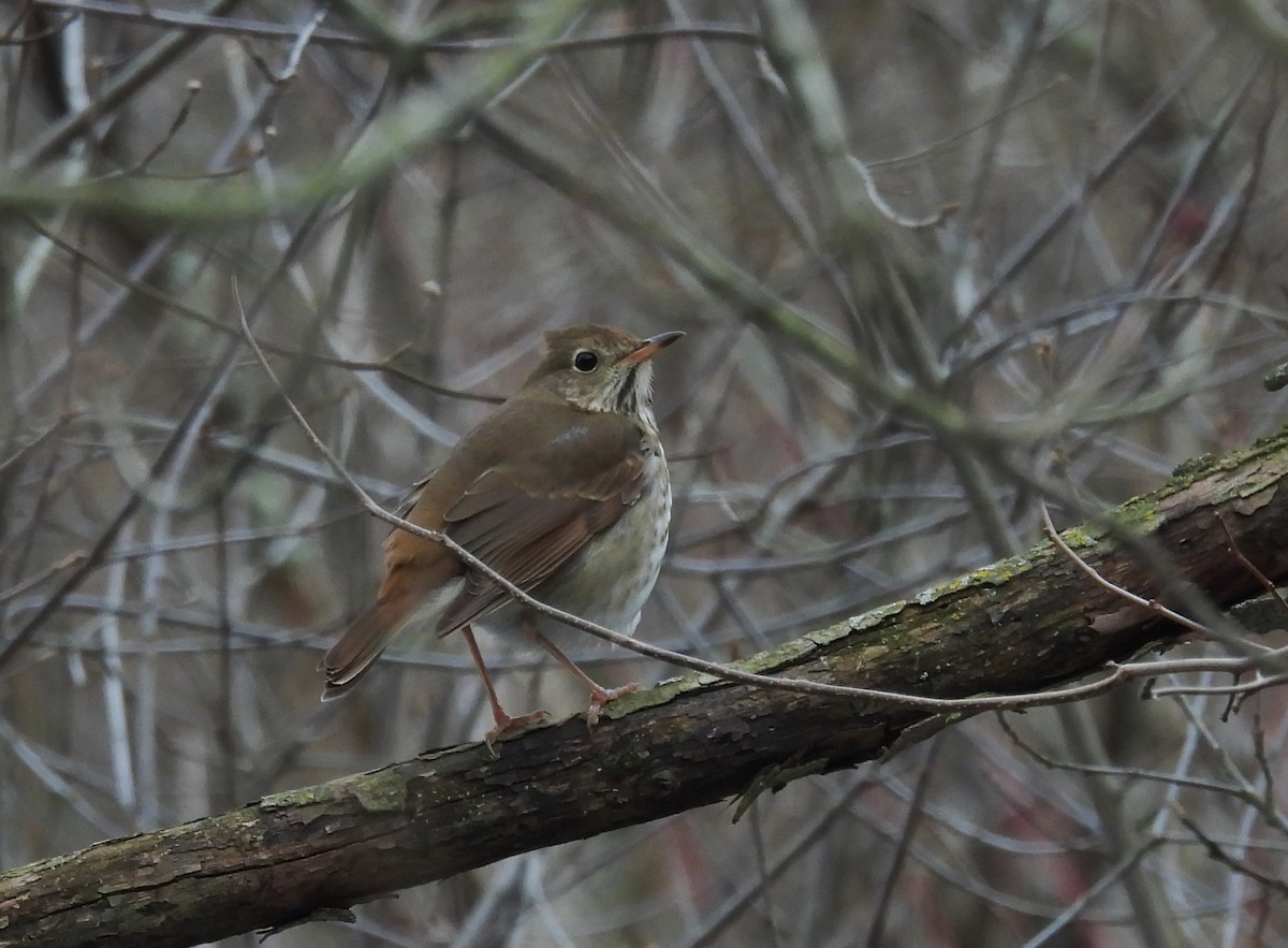 Einsiedler-Musendrossel - ML647357850