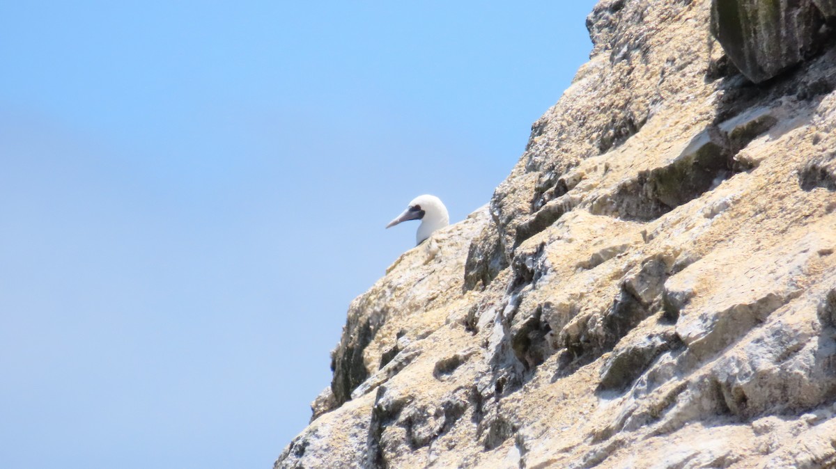 Peruvian Booby - ML647357855