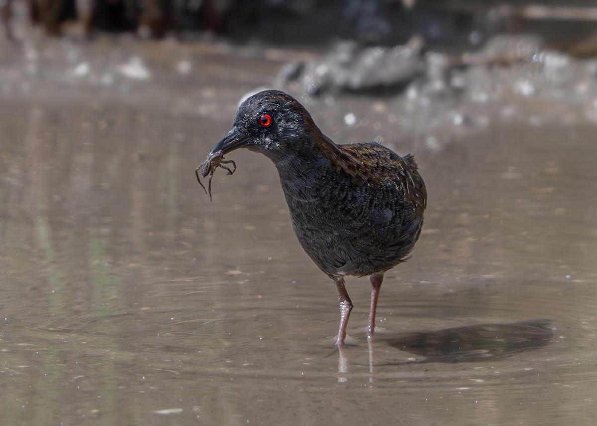 Dot-winged Crake - ML647357866