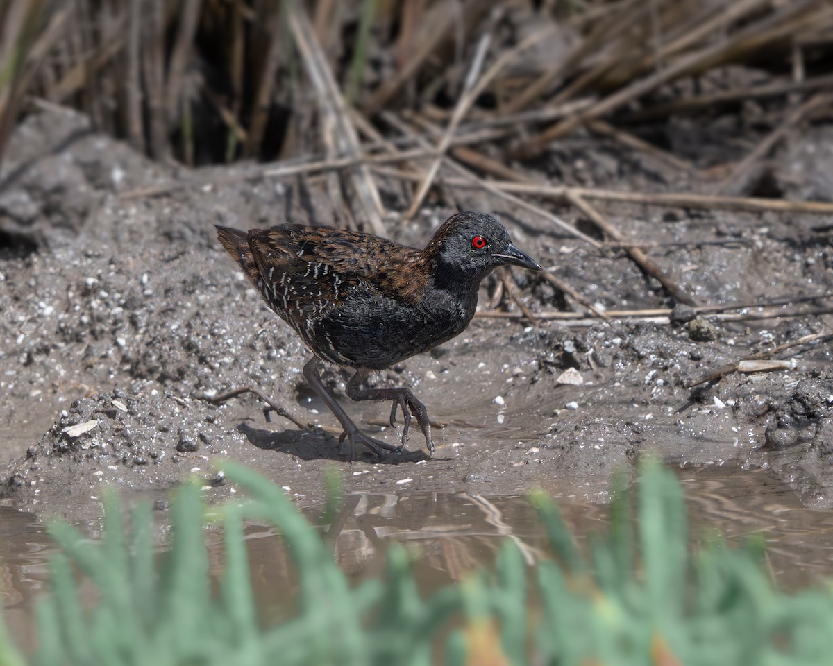 Dot-winged Crake - ML647357869