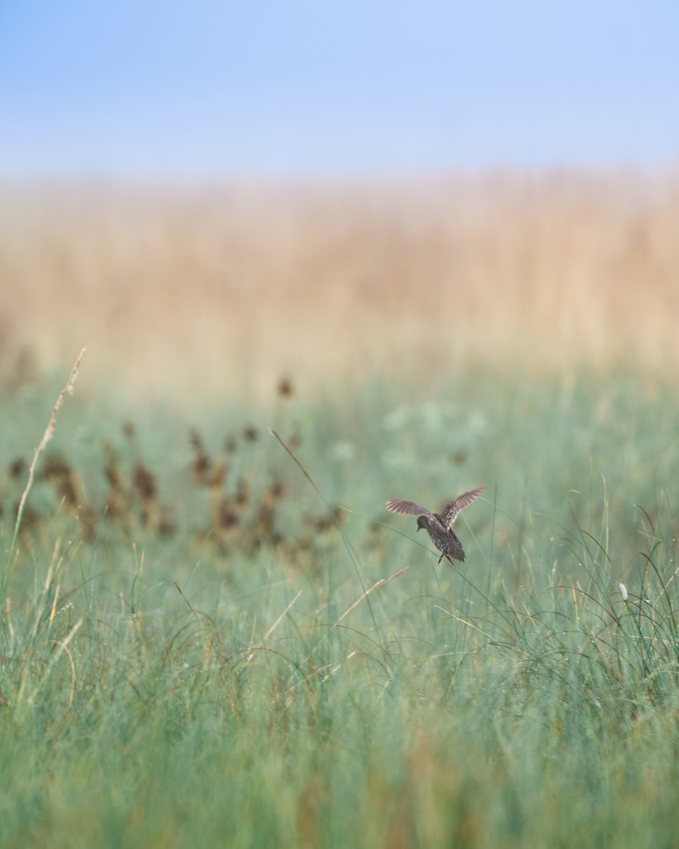Dot-winged Crake - ML647357871