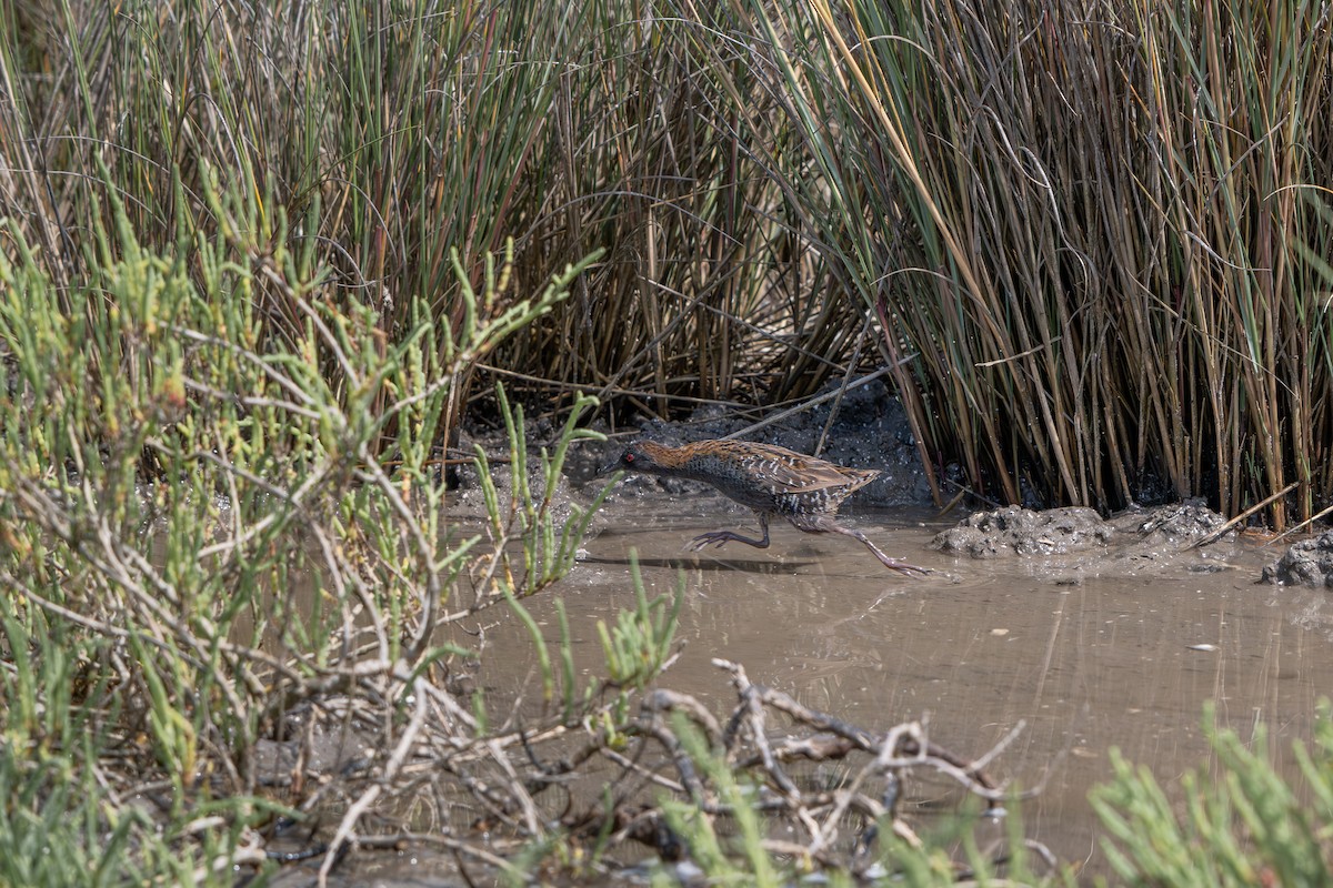 Dot-winged Crake - ML647357872