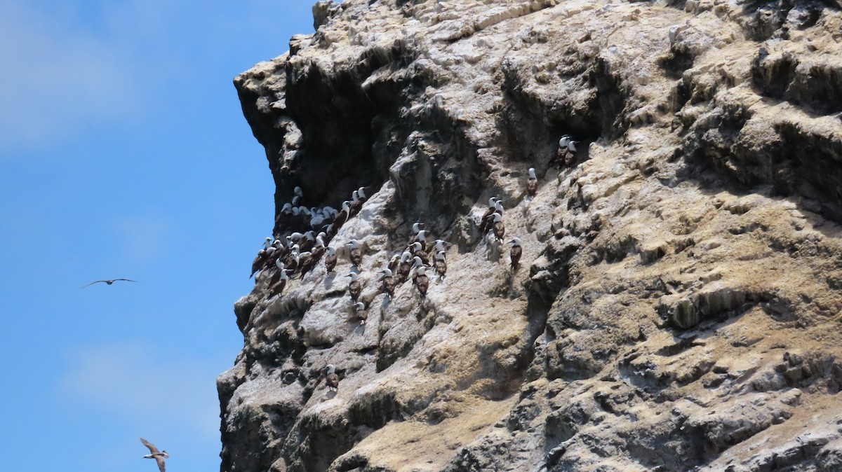 Peruvian Booby - ML647357873
