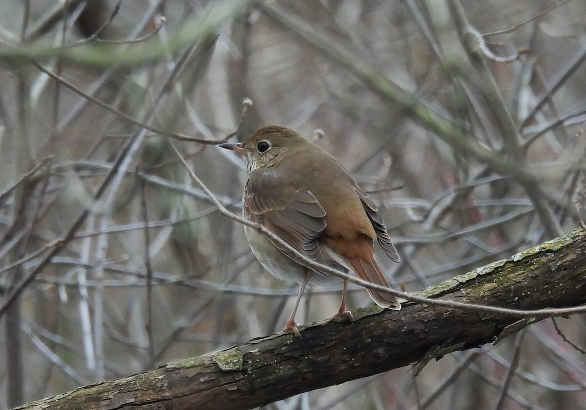 Einsiedler-Musendrossel - ML647357875