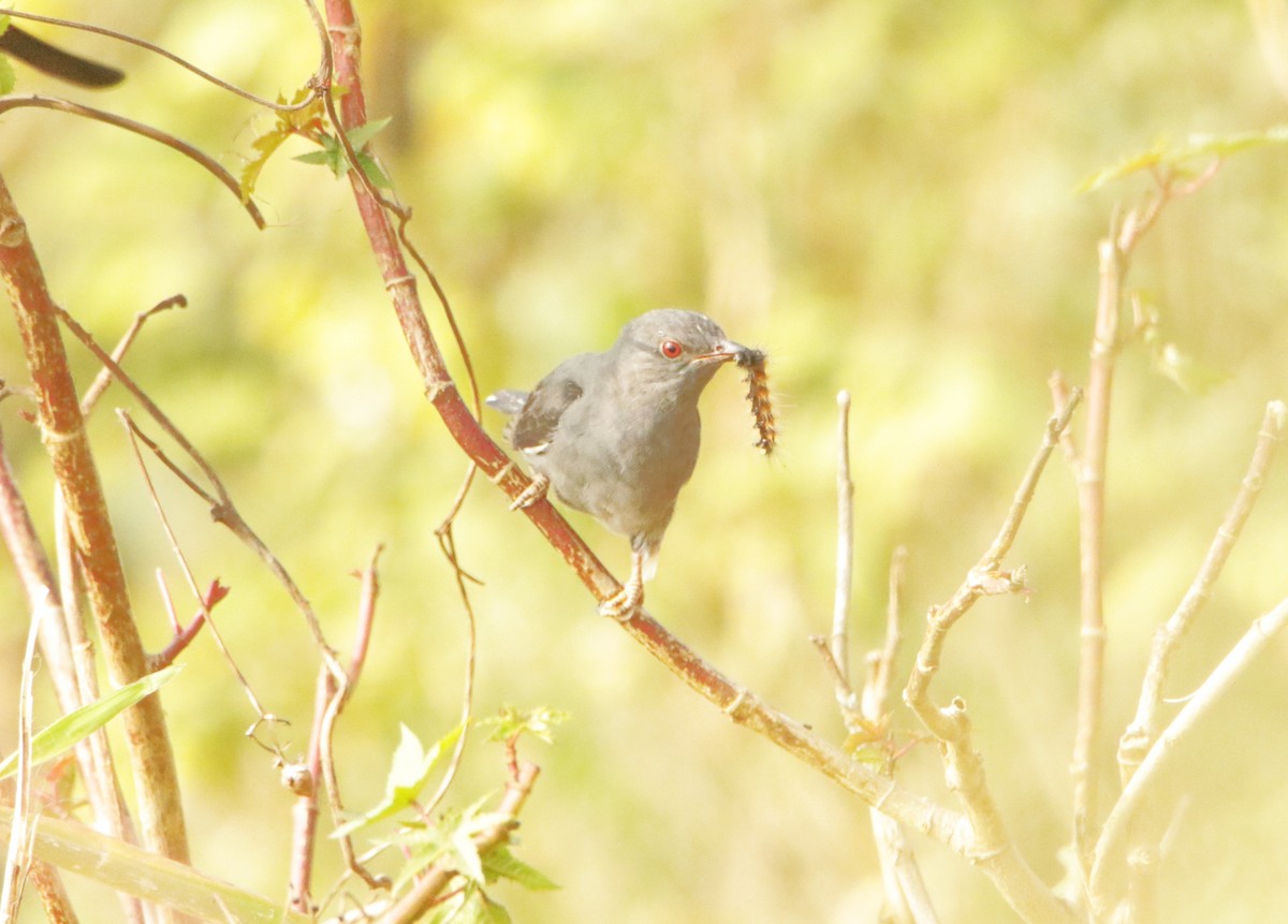 Gray-bellied Cuckoo - ML647357876