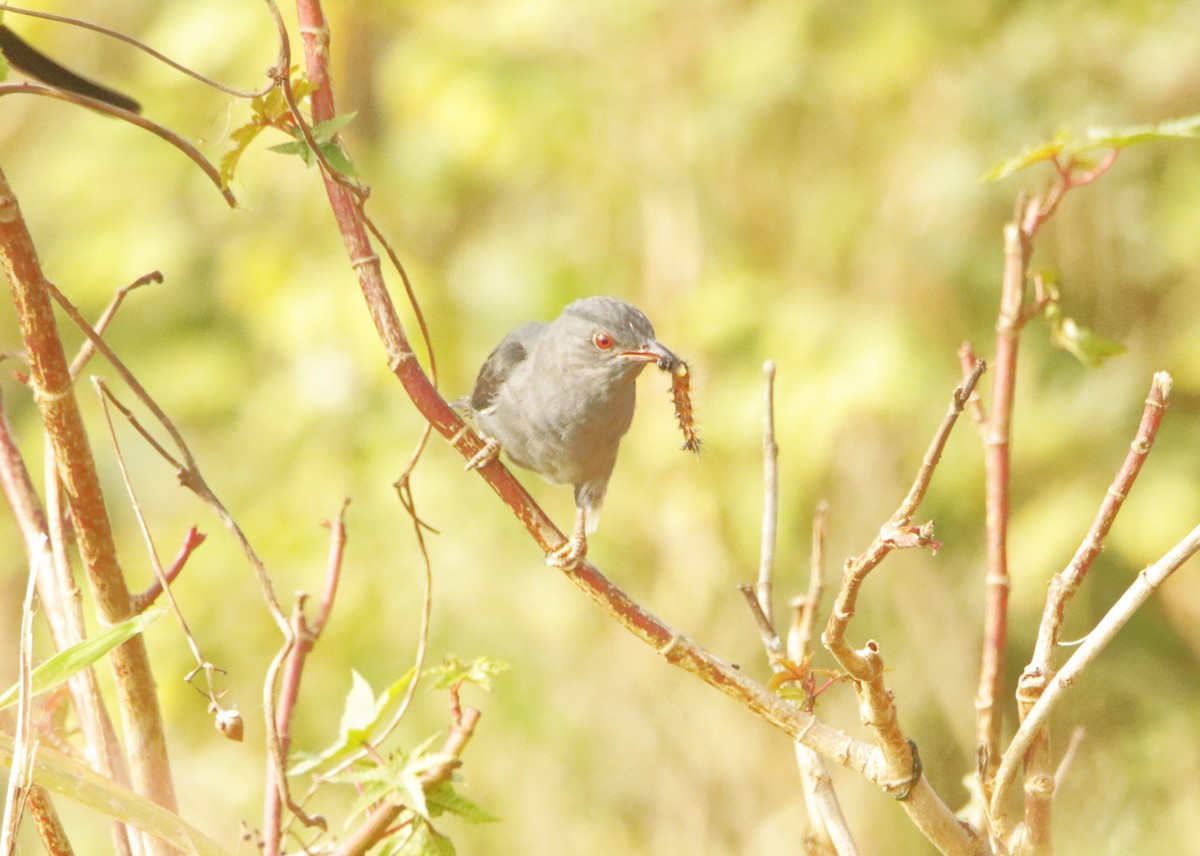 Gray-bellied Cuckoo - ML647357877