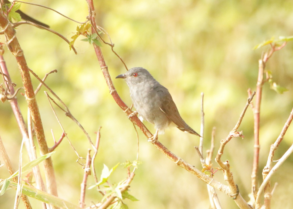 Gray-bellied Cuckoo - ML647357878