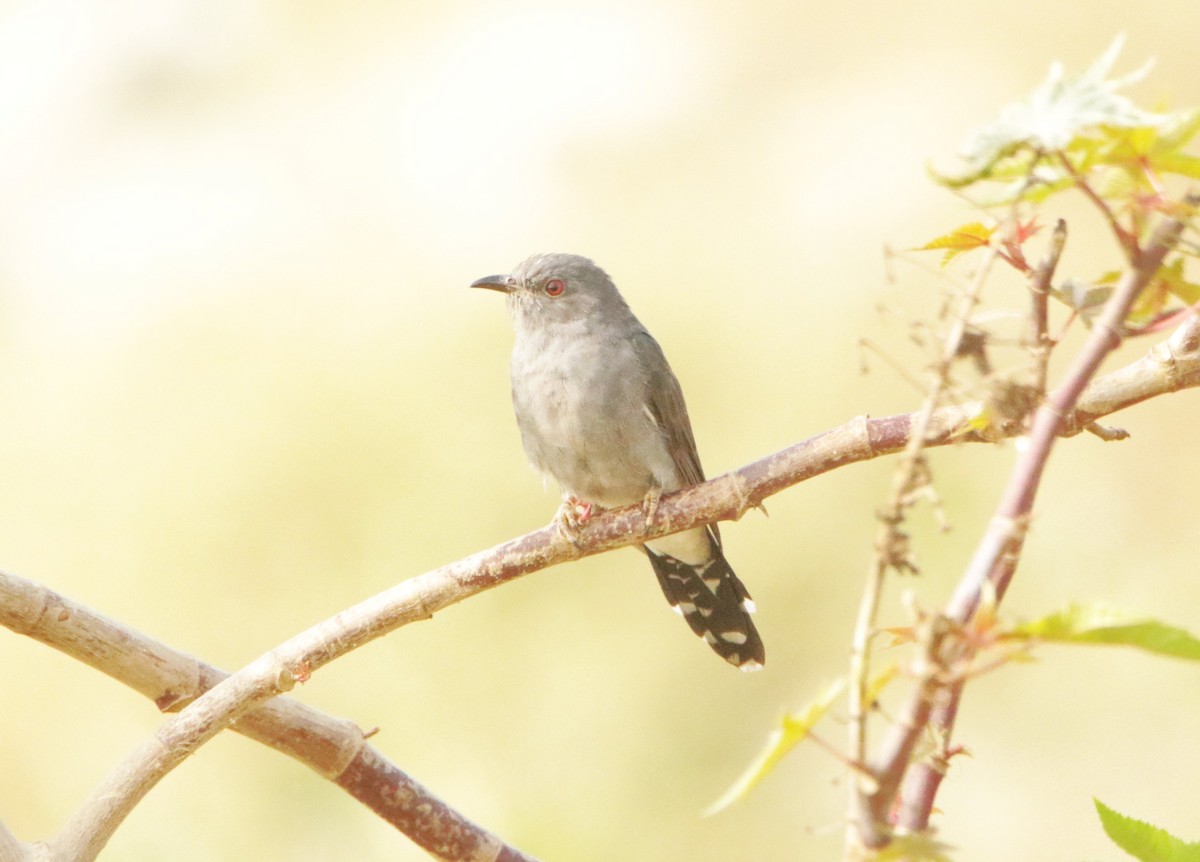 Gray-bellied Cuckoo - ML647357879