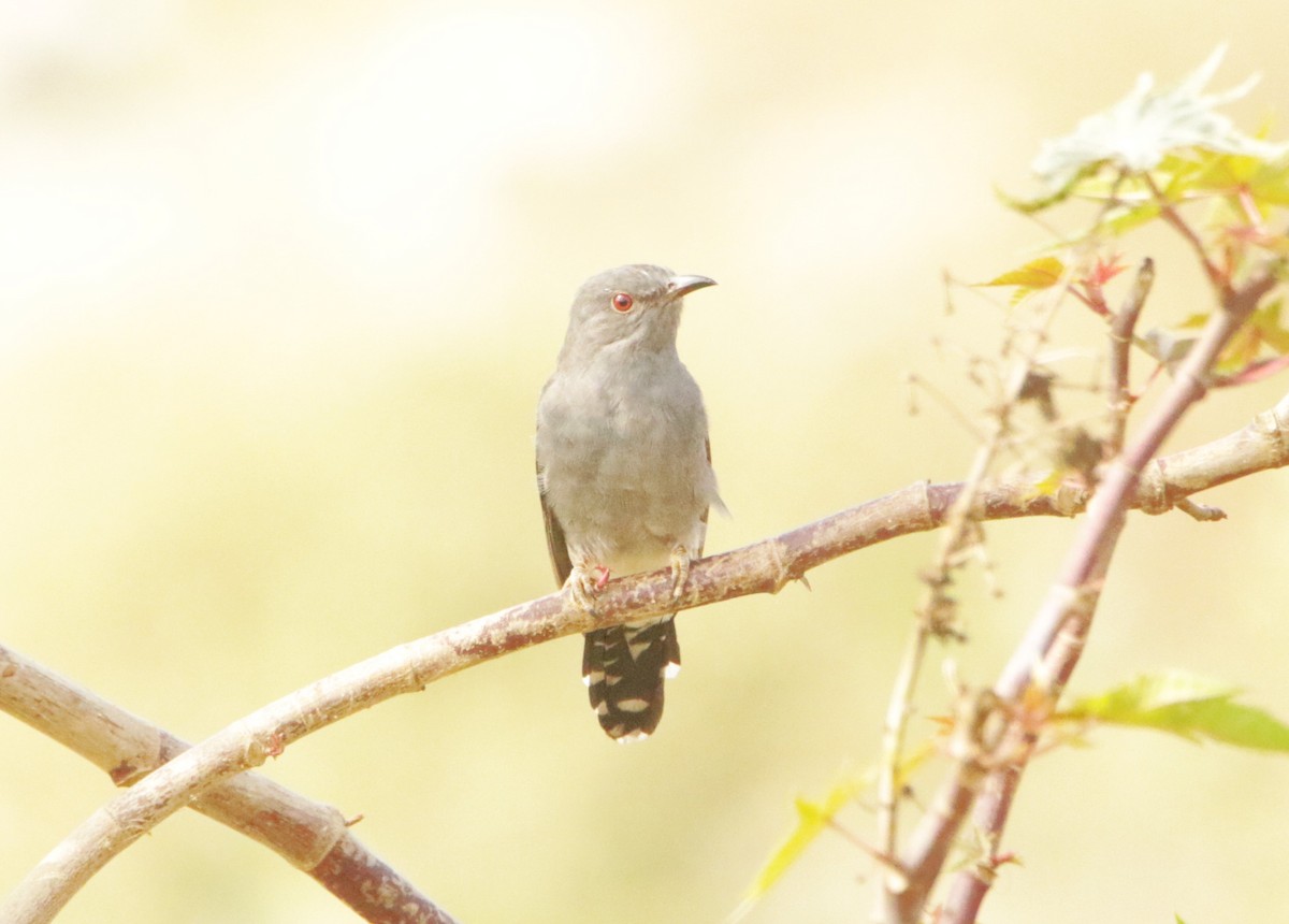 Gray-bellied Cuckoo - ML647357880