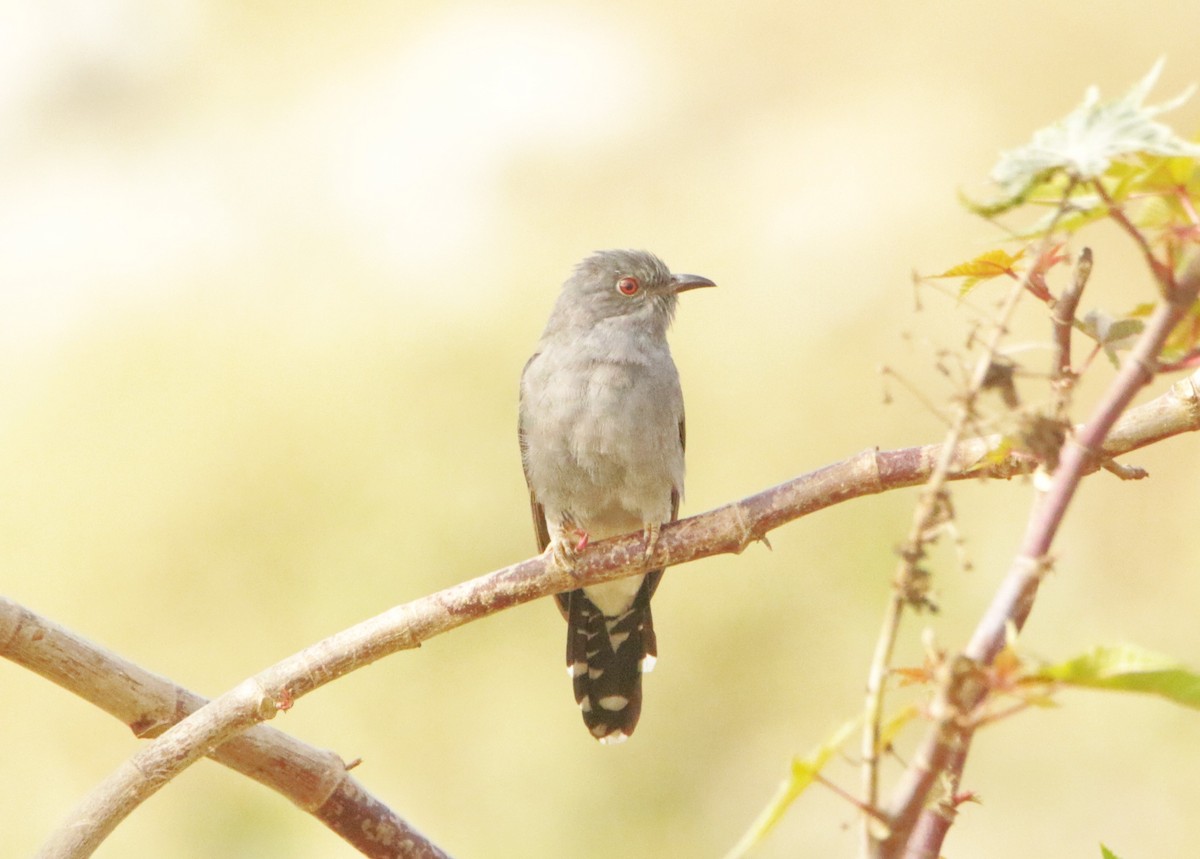 Gray-bellied Cuckoo - ML647357881