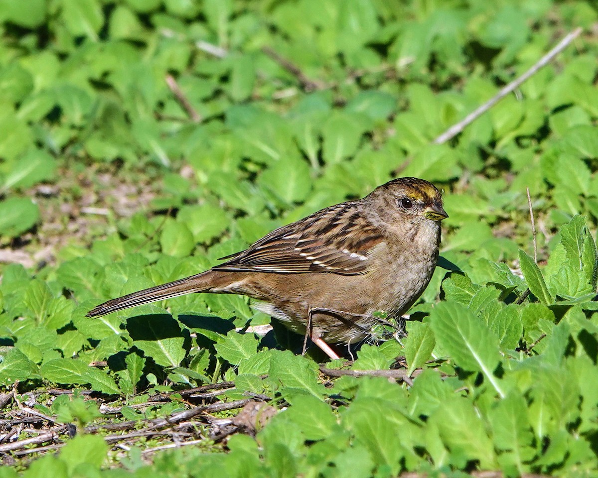 Chingolo Coronidorado - ML647357882