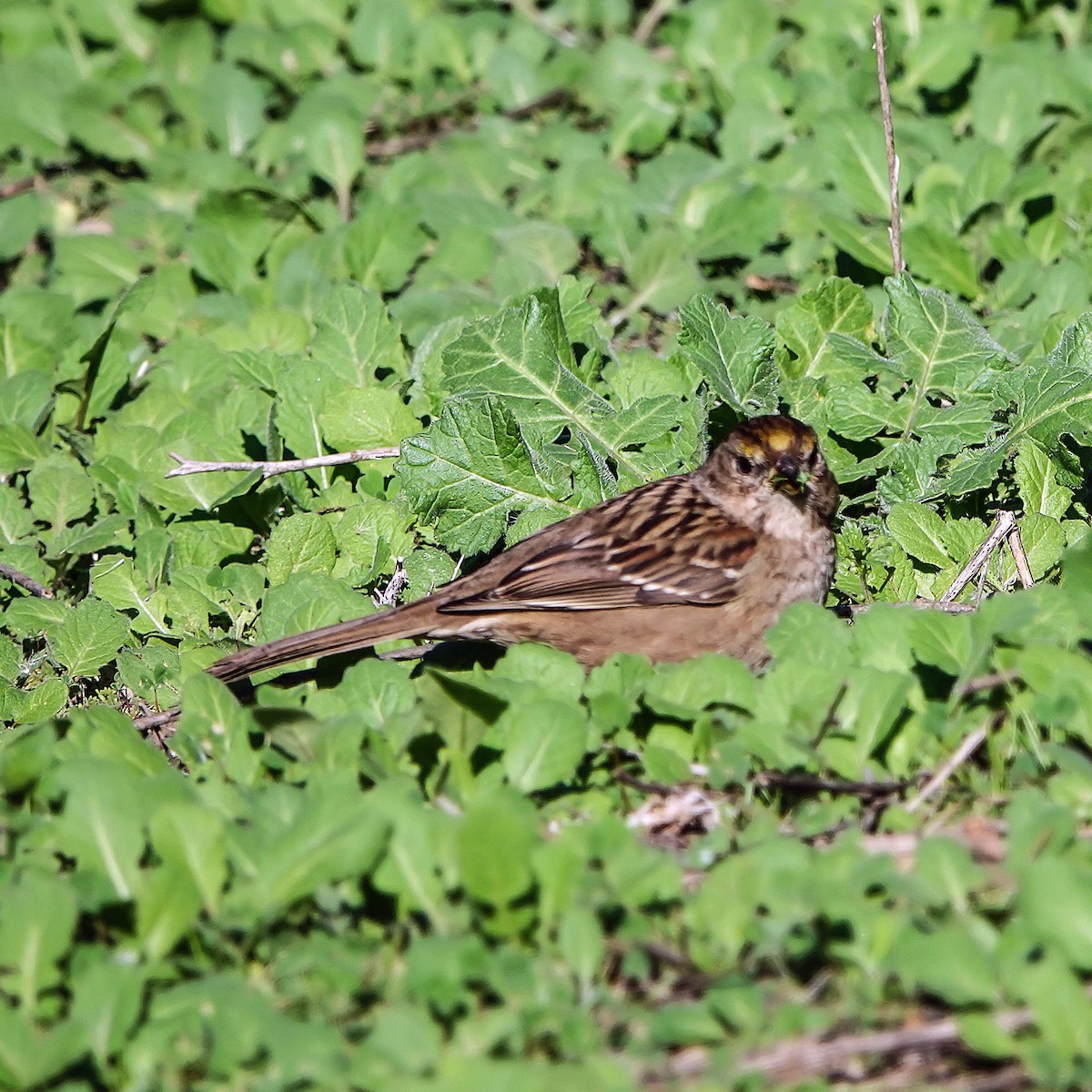 Chingolo Coronidorado - ML647357883