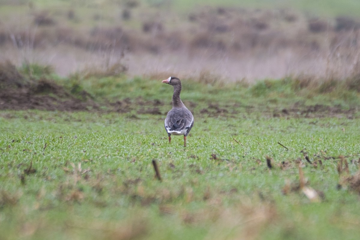 Greater White-fronted Goose - ML647357898