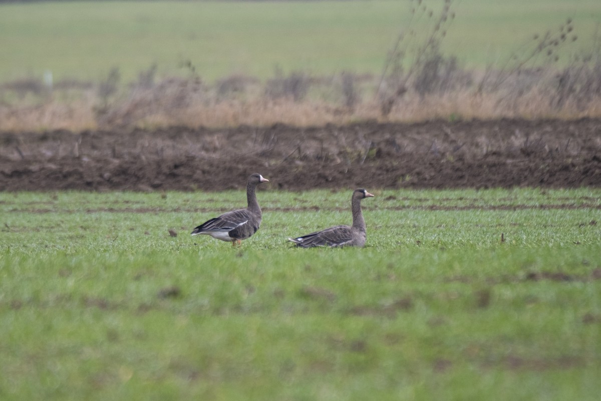 Greater White-fronted Goose - ML647357899