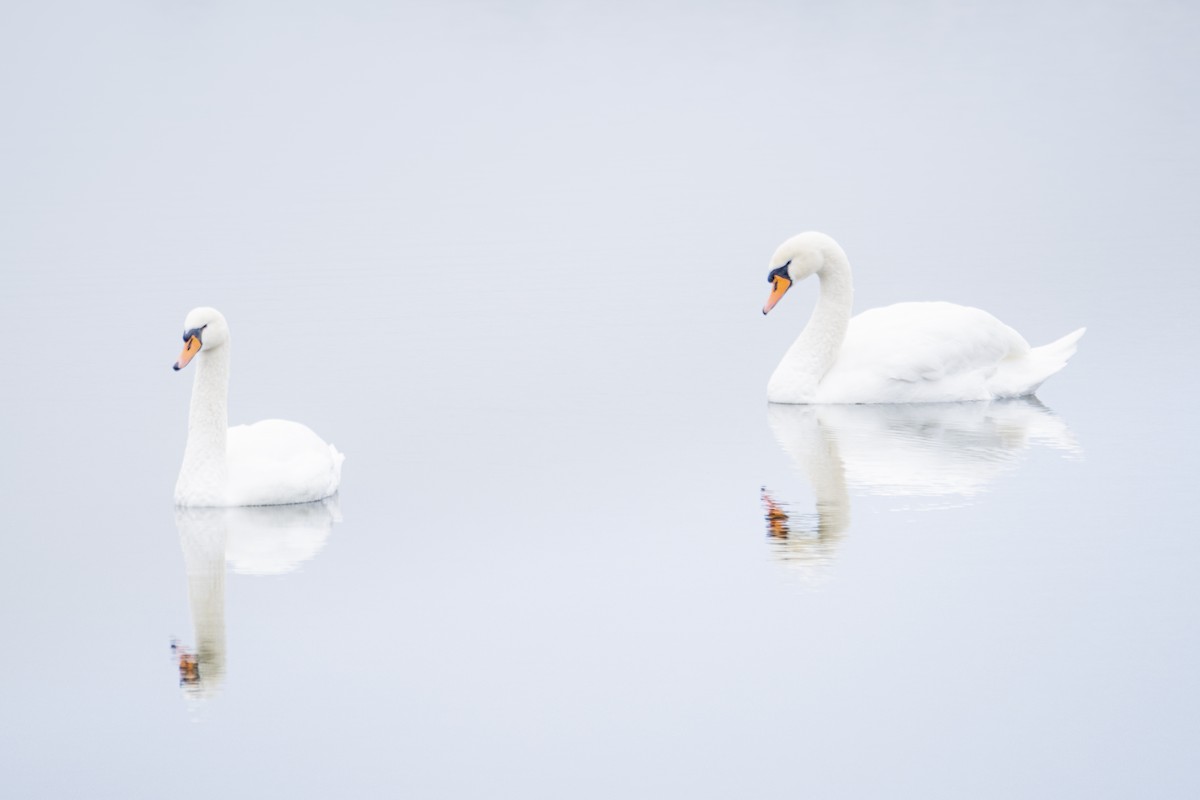 Mute Swan - ML647357913
