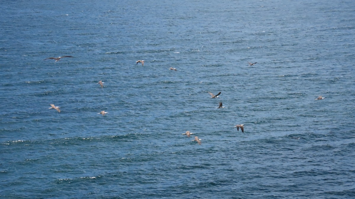 Peruvian Booby - ML647357919