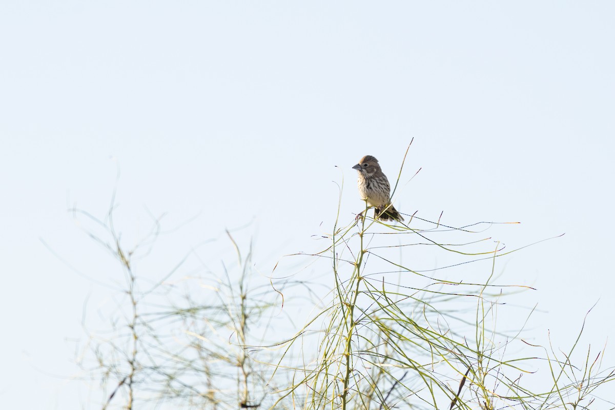 カタジロクロシトド - ML647357932