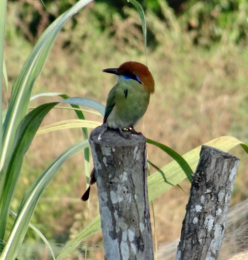 Russet-crowned Motmot - ML647357936