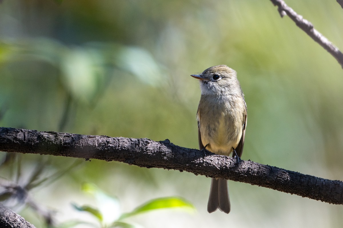 Hammond's Flycatcher - ML647357958