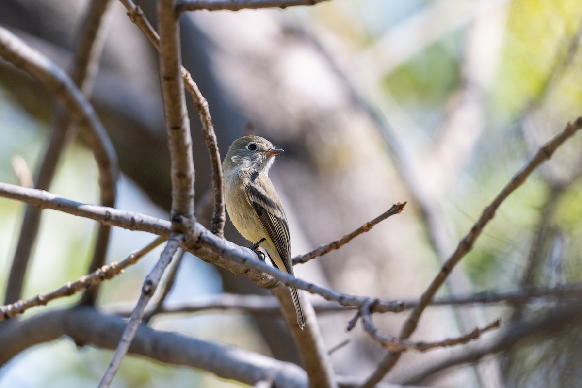 Hammond's Flycatcher - ML647357959