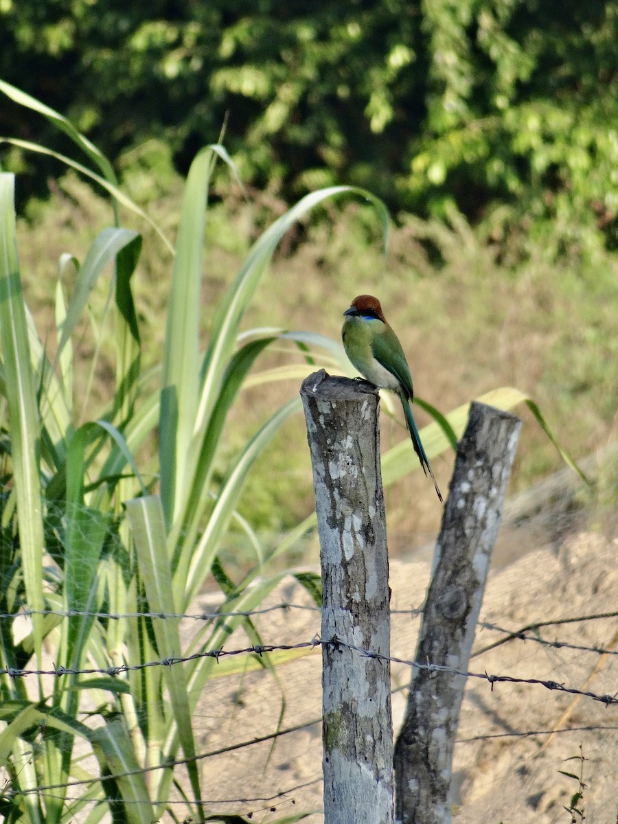 Russet-crowned Motmot - ML647357961