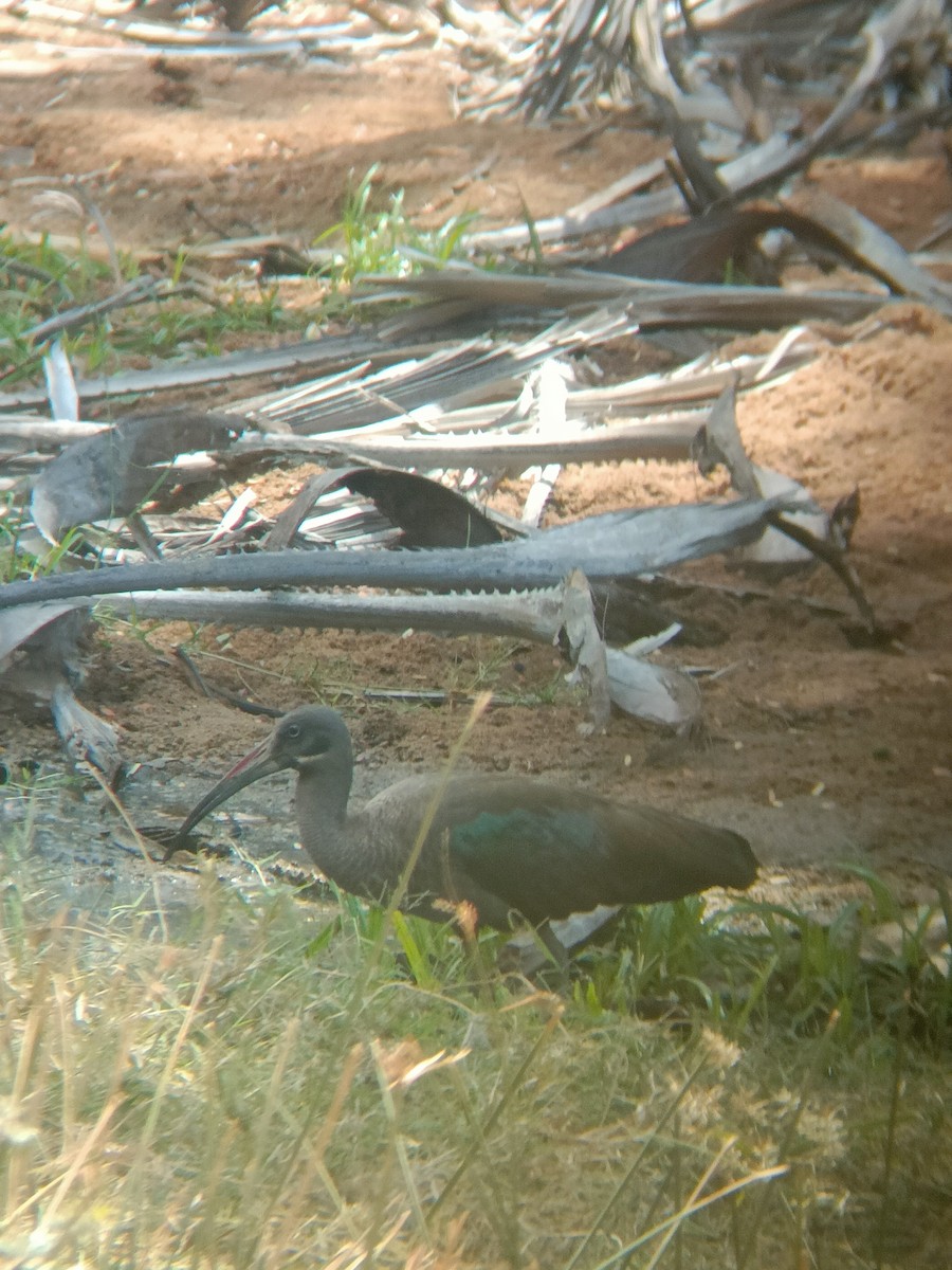 Hadada Ibis - ML647357969