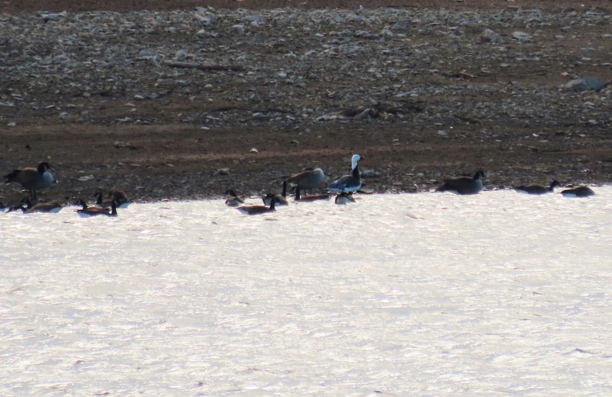 Snow Goose - ML647357972