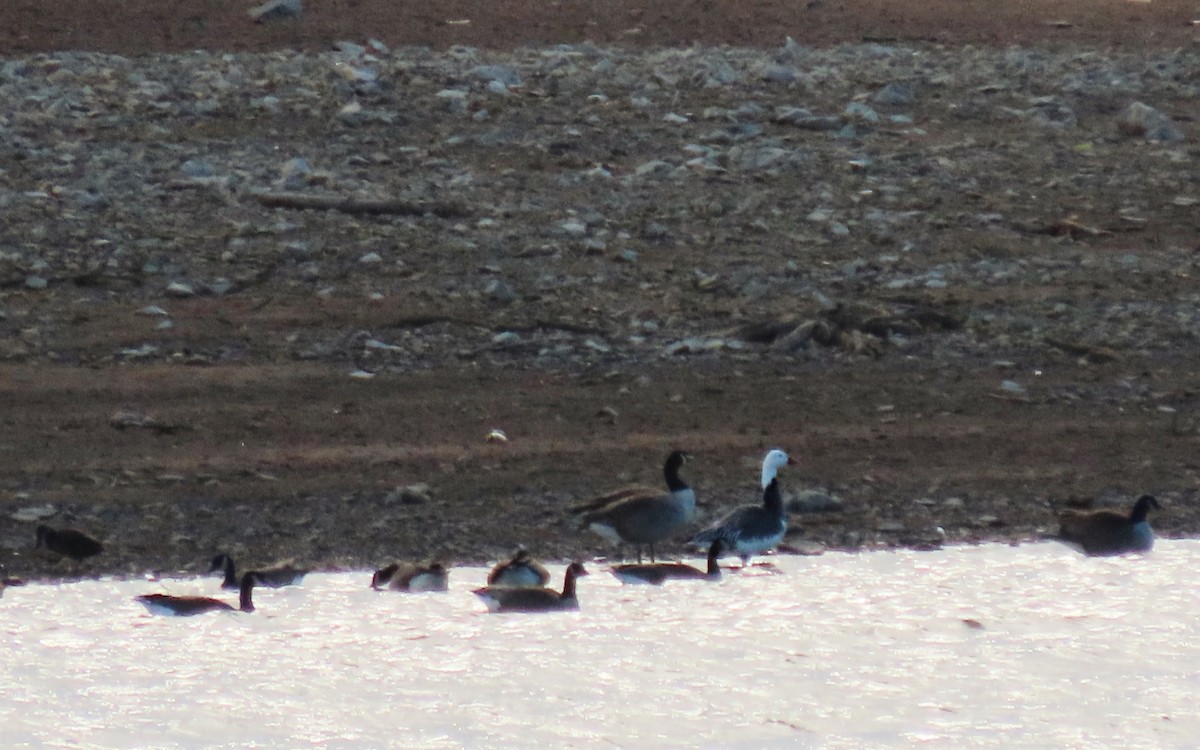 Snow Goose - ML647357976