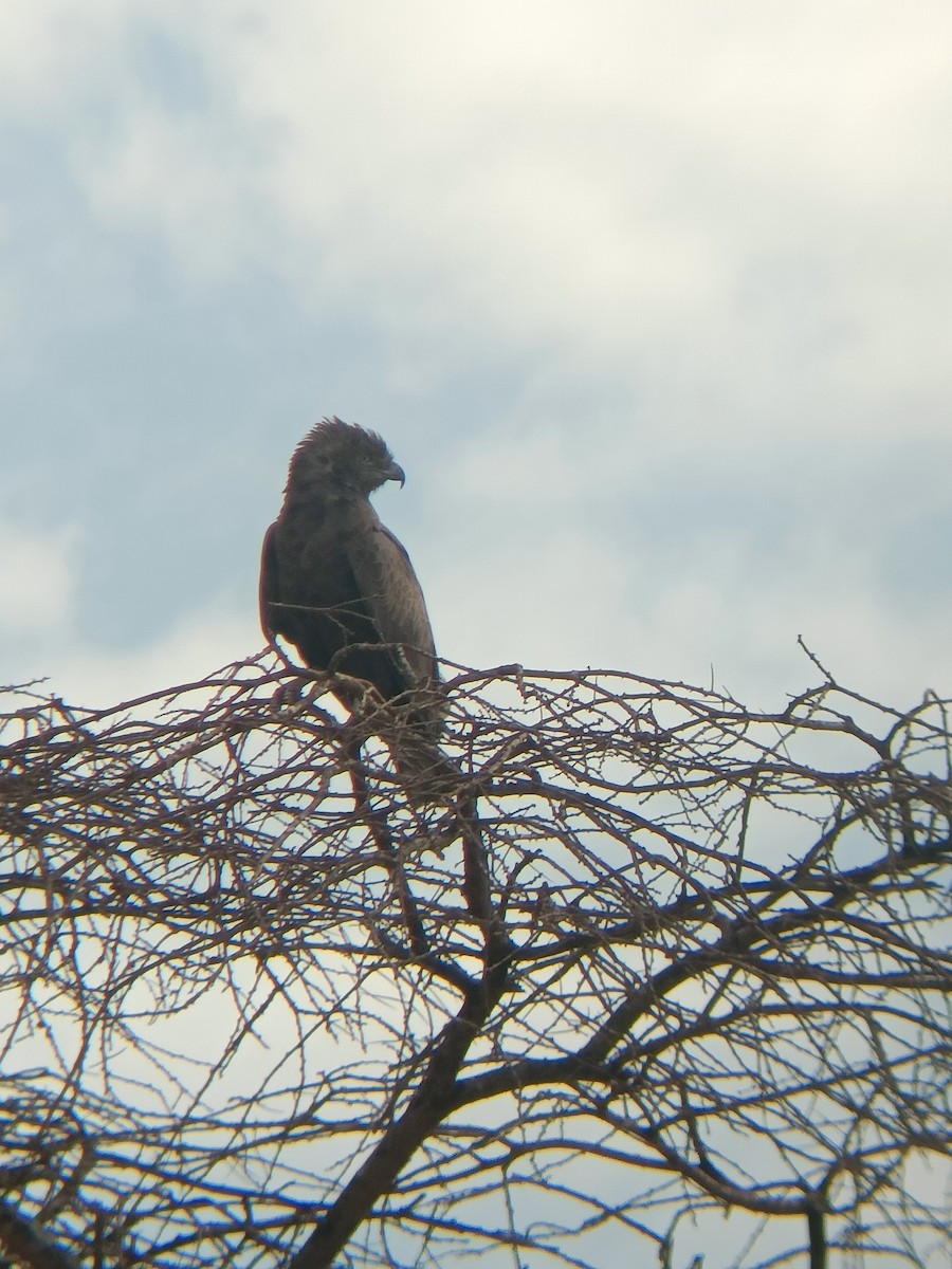 Brown Snake-Eagle - ML647357977
