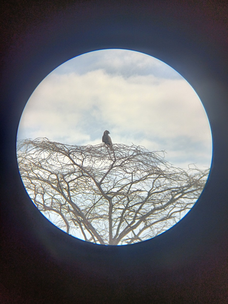 Brown Snake-Eagle - ML647357978