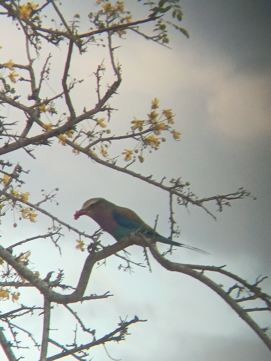 Lilac-breasted Roller - ML647357984