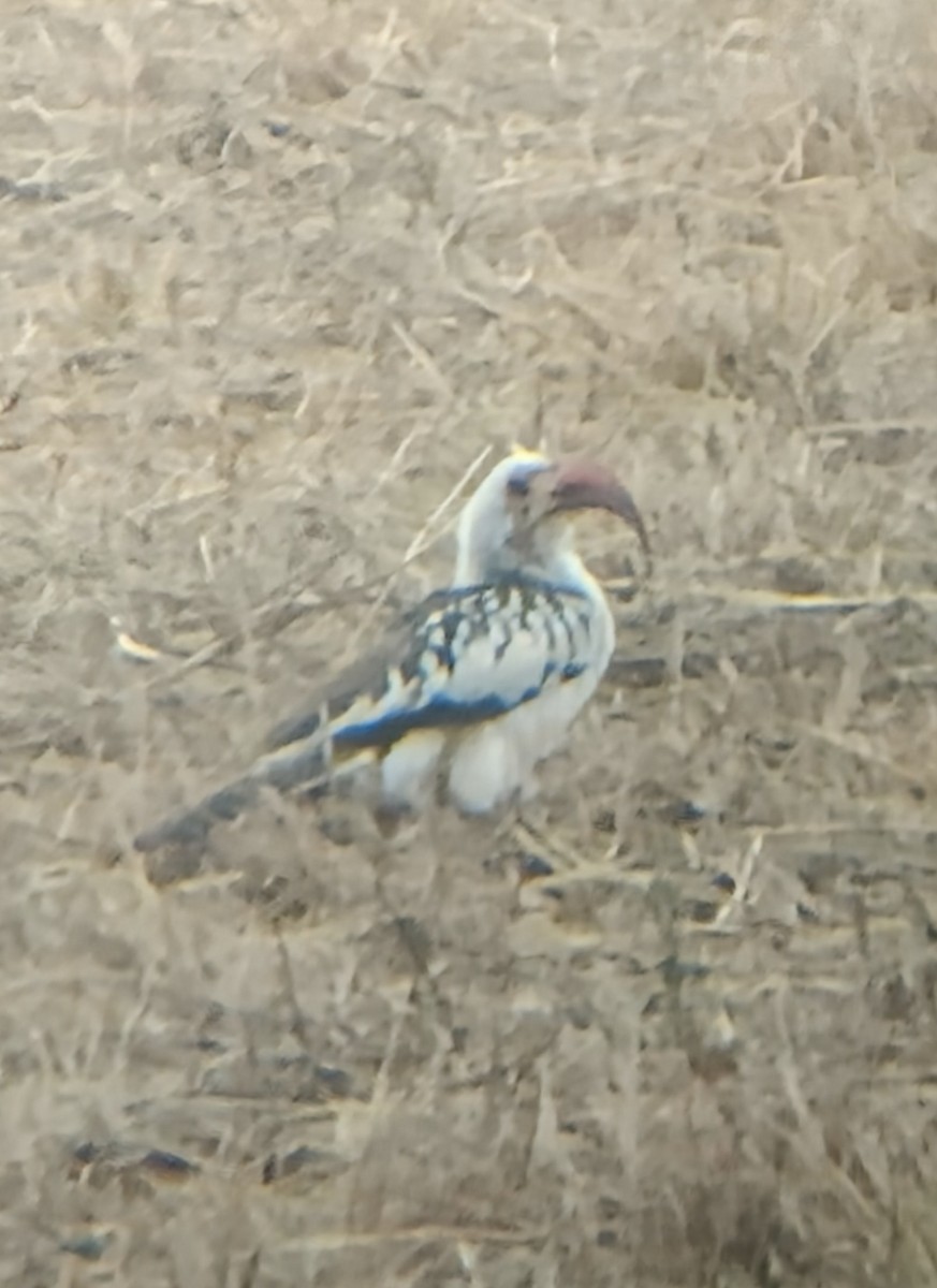 Northern Red-billed Hornbill - ML647357991