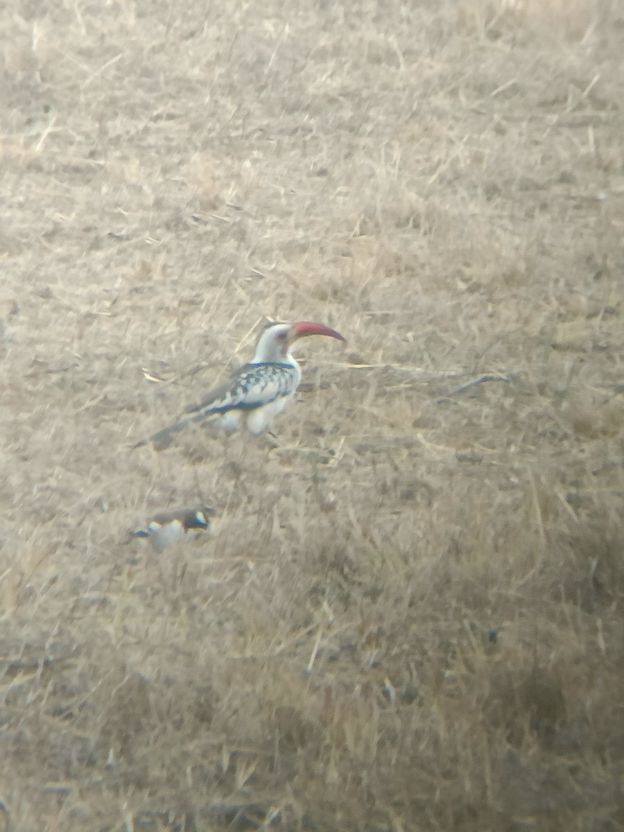 Northern Red-billed Hornbill - ML647357992
