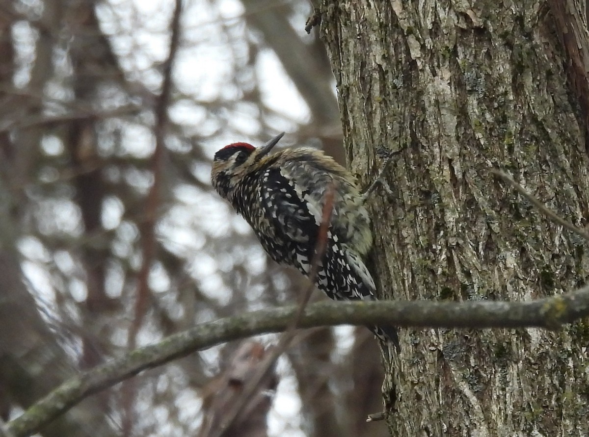 Yellow-bellied Sapsucker - ML647358000