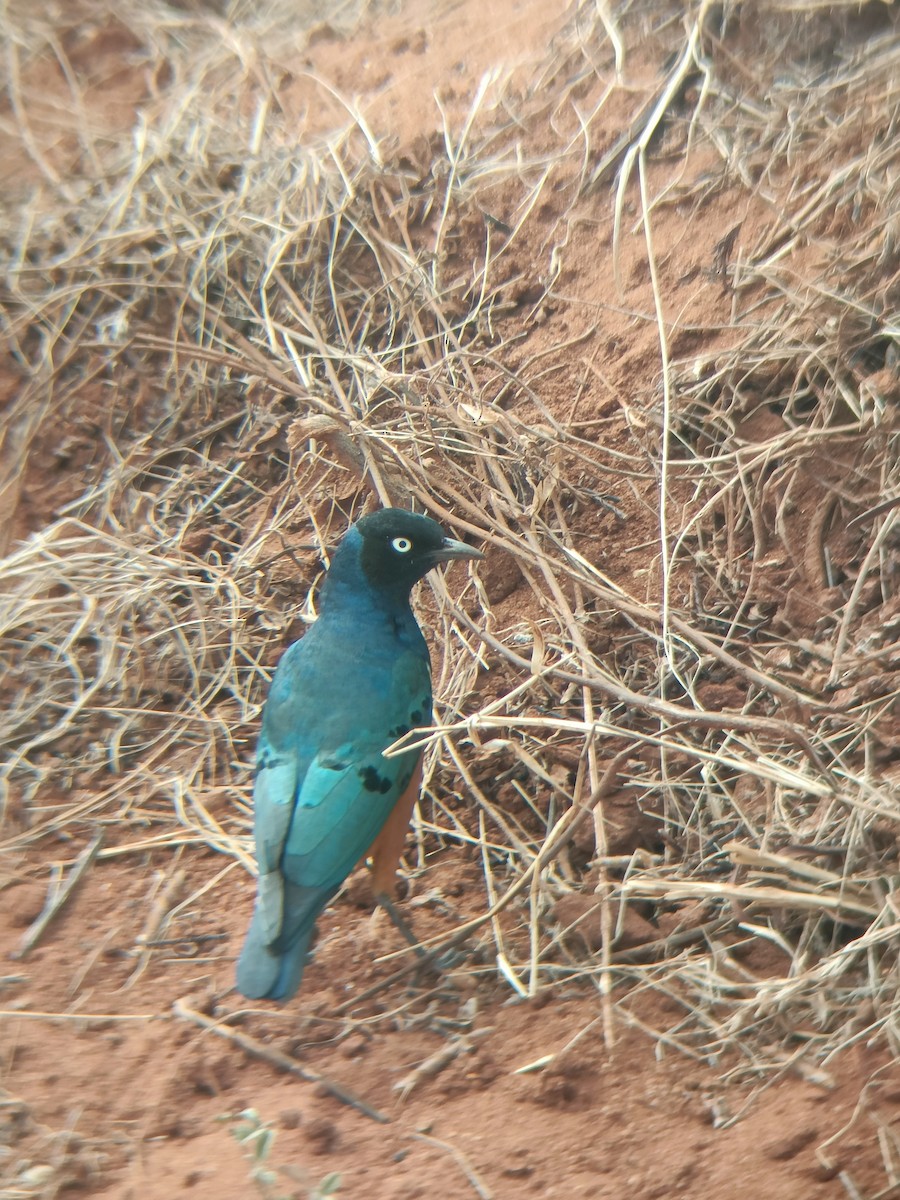 Superb Starling - ML647358003