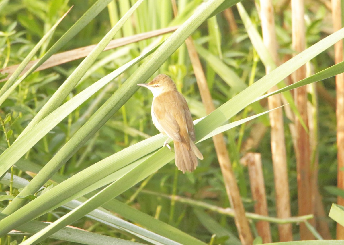 Clamorous Reed Warbler - ML647358004