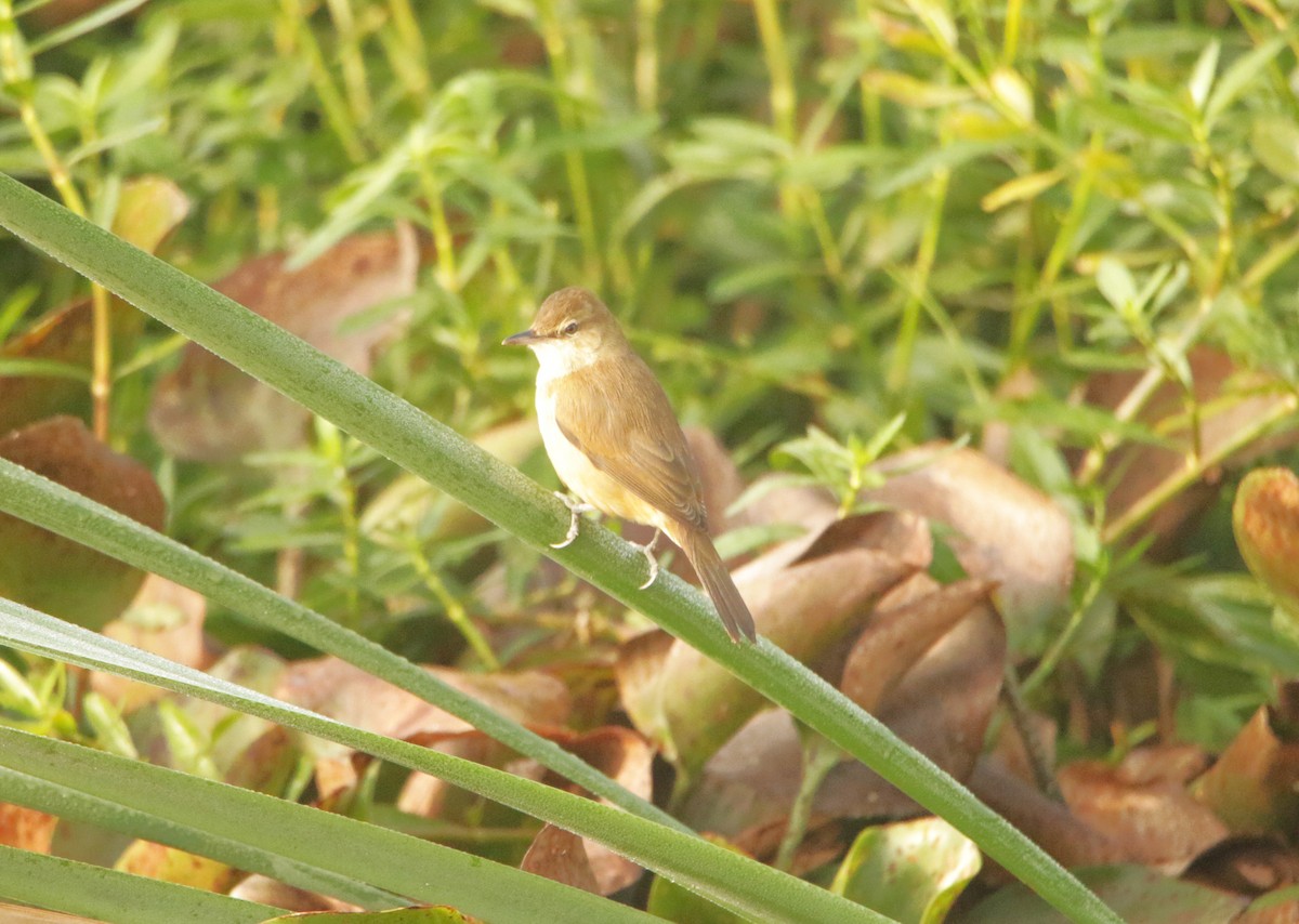 Clamorous Reed Warbler - ML647358005