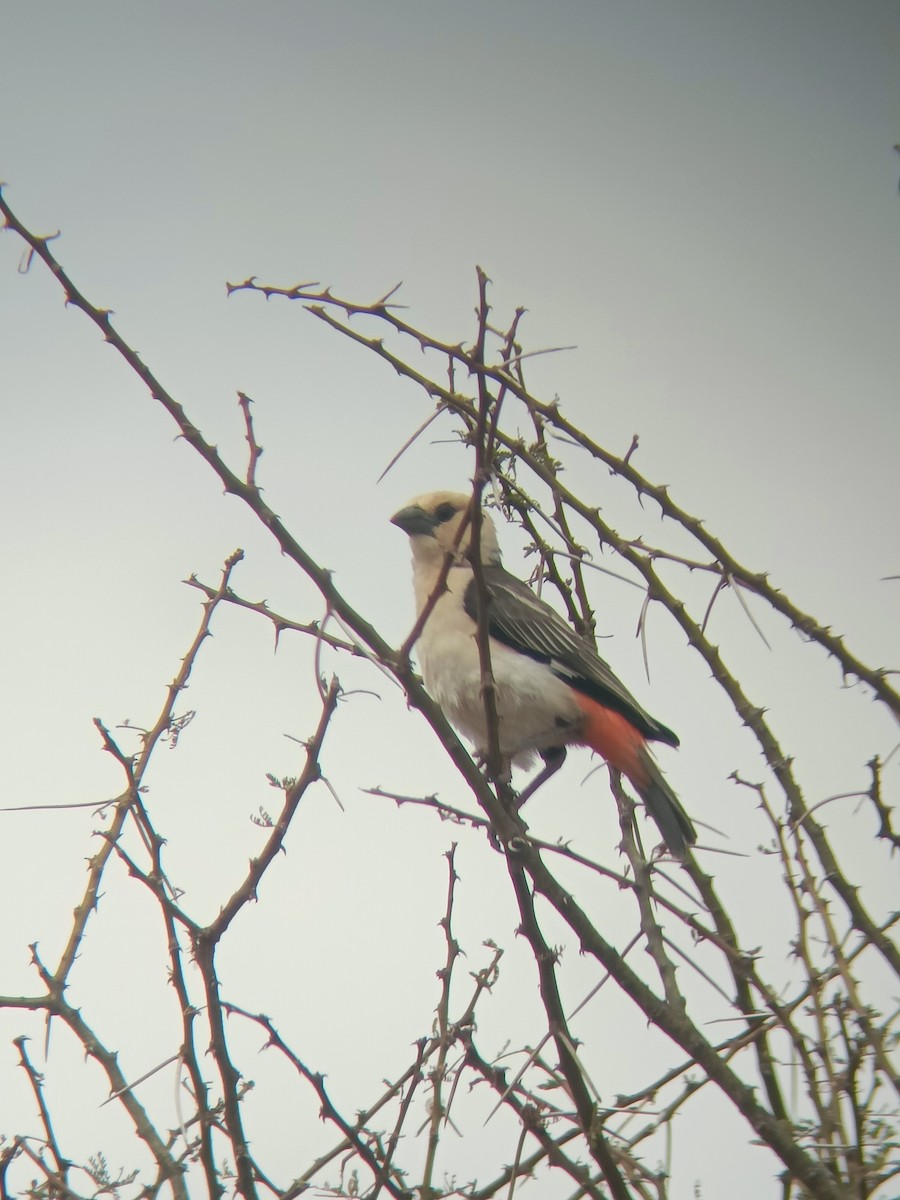 White-headed Buffalo-Weaver - ML647358013