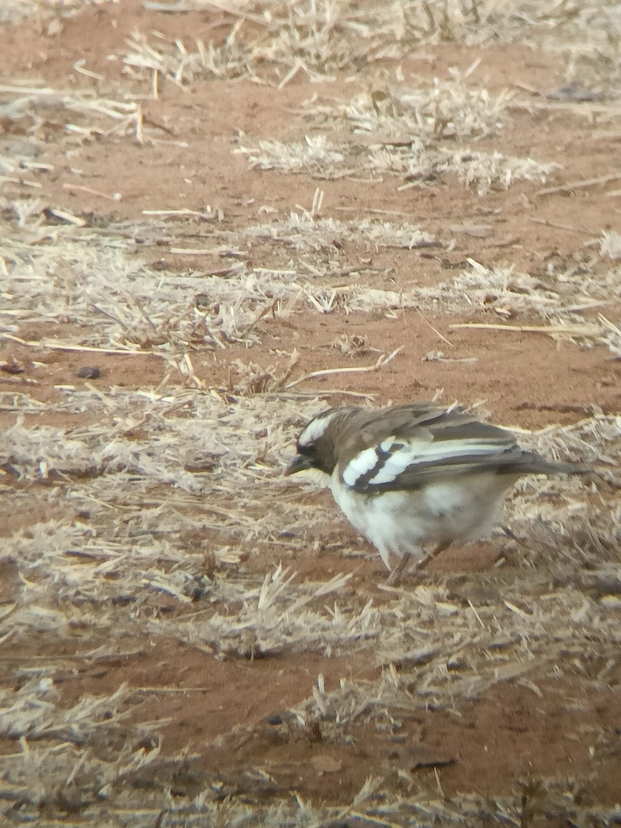 White-browed Sparrow-Weaver - ML647358018