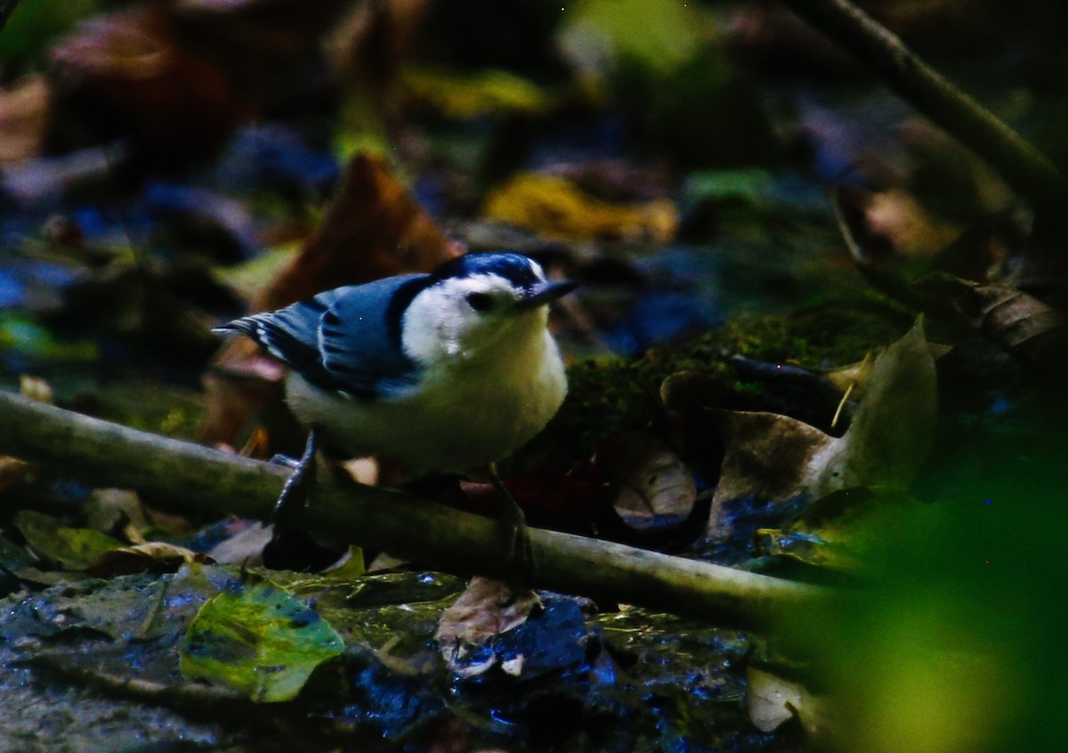 Weißbrustkleiber (carolinensis) - ML647358020