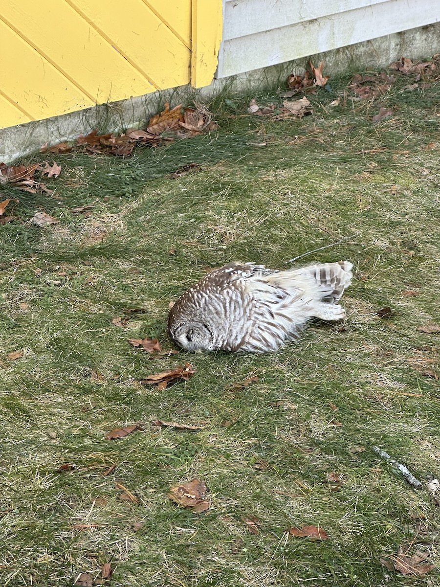 Barred Owl - ML647358036