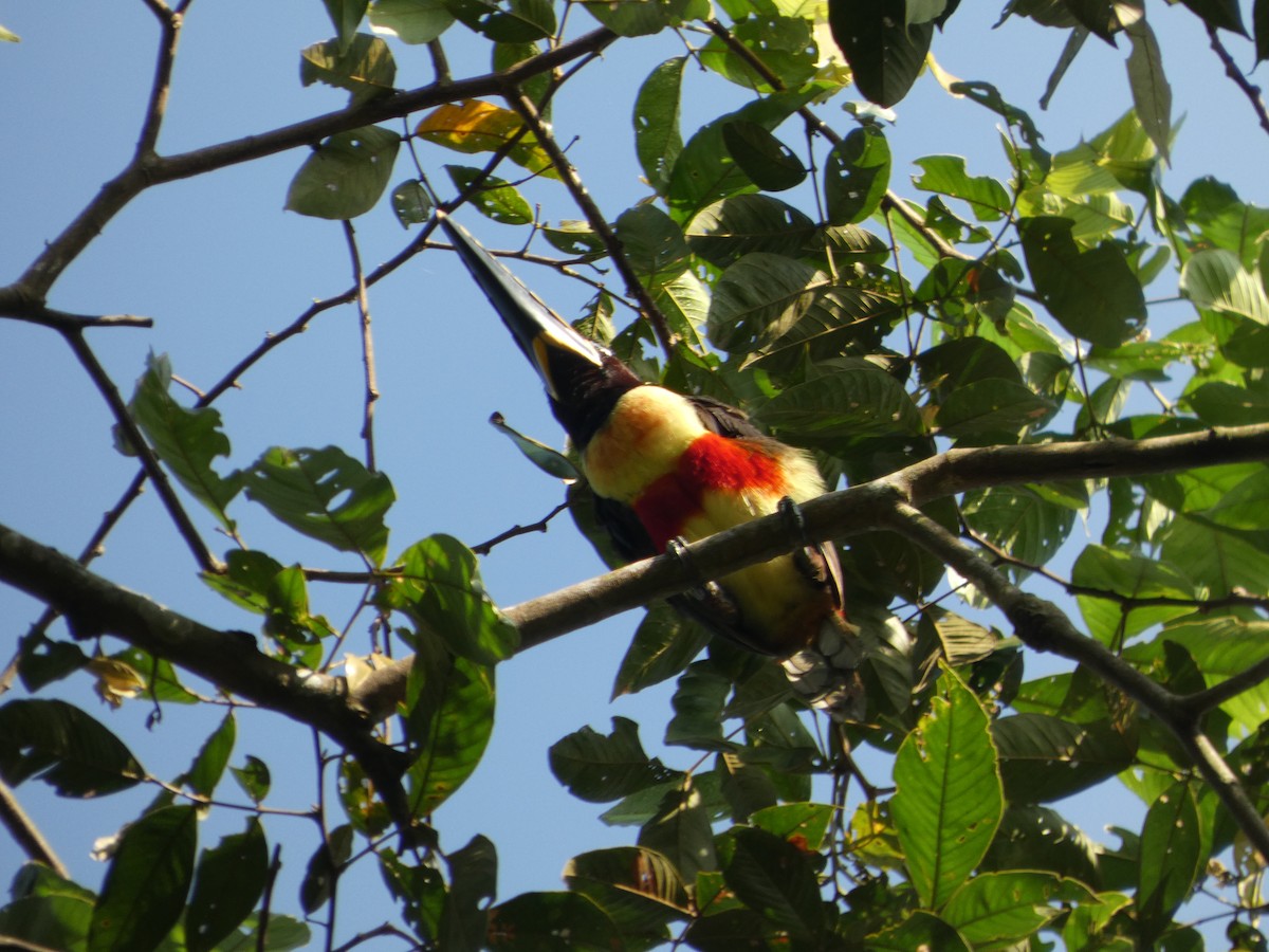 arassari hnědouchý - ML647358044