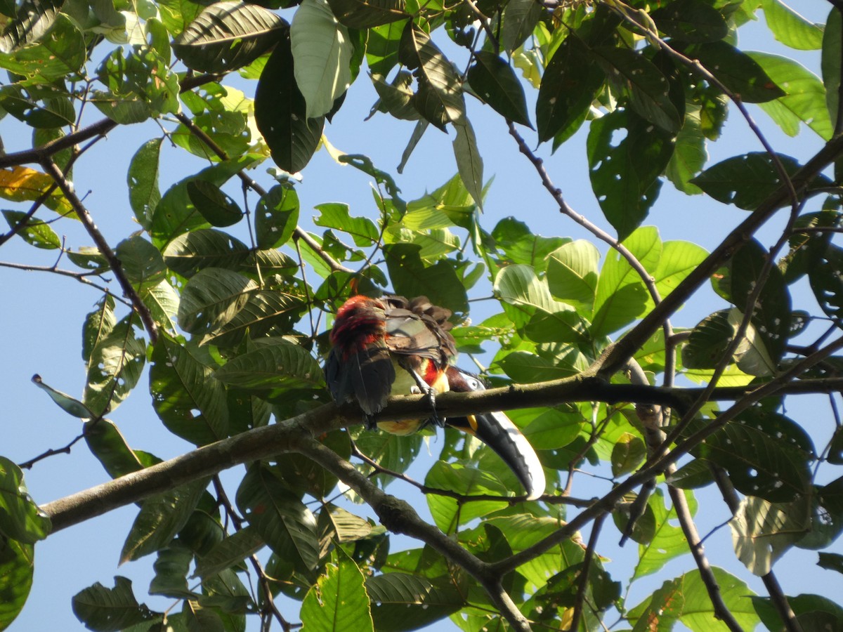 arassari hnědouchý - ML647358045