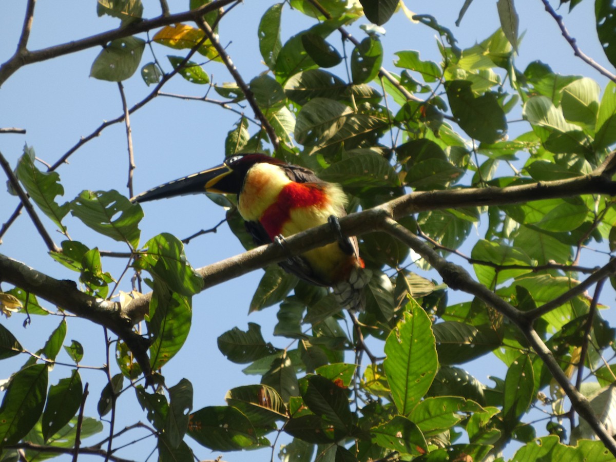 arassari hnědouchý - ML647358046