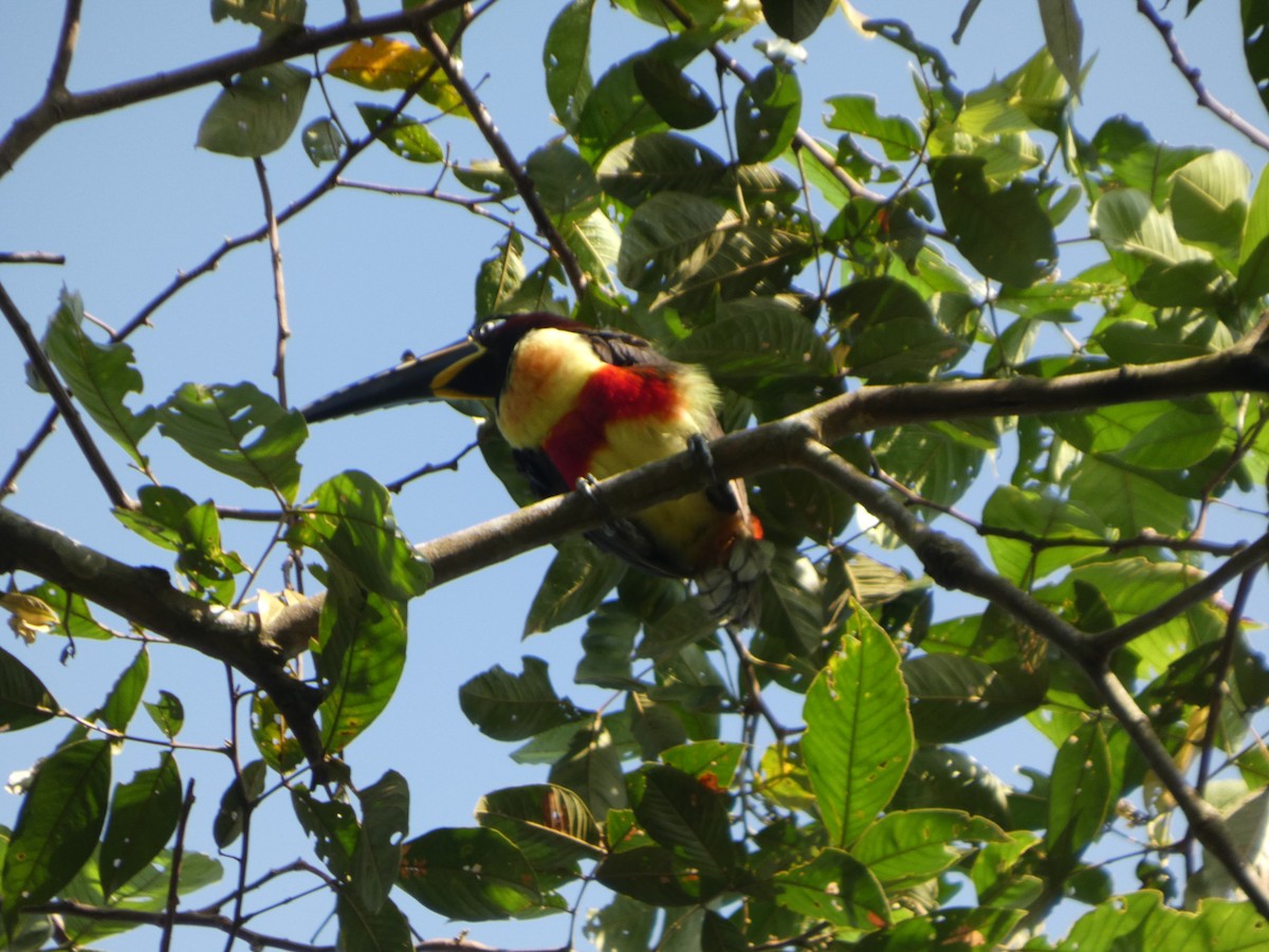 arassari hnědouchý - ML647358047